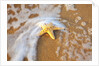 Starfish with evening surf rolling in by Anonymous