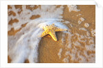 Starfish with evening surf rolling in by Anonymous