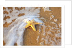 Starfish with evening surf rolling in by Anonymous