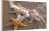 Starfish with evening surf rolling in by Anonymous