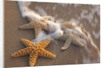 Starfish with evening surf rolling in by Anonymous
