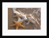 Starfish with evening surf rolling in by Anonymous