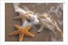 Starfish with evening surf rolling in by Anonymous