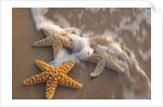 Starfish with evening surf rolling in by Anonymous