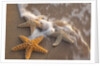 Starfish with evening surf rolling in by Anonymous
