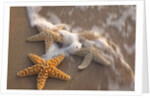 Starfish with evening surf rolling in by Anonymous