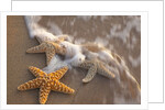 Starfish with evening surf rolling in by Anonymous