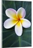 Plumeria Bloom on Large Leaf by Anonymous