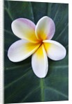 Plumeria Bloom on Large Leaf by Anonymous