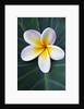 Plumeria Bloom on Large Leaf by Anonymous