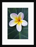 Plumeria Bloom on Large Leaf by Anonymous