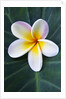 Plumeria Bloom on Large Leaf by Anonymous