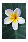 Plumeria Bloom on Large Leaf by Anonymous