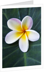 Plumeria Bloom on Large Leaf by Anonymous