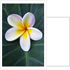 Plumeria Bloom on Large Leaf by Anonymous