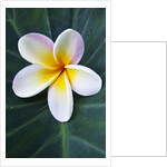 Plumeria Bloom on Large Leaf by Anonymous