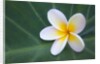 Plumeria Bloom on Large Leaf by Anonymous