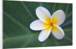 Plumeria Bloom on Large Leaf by Anonymous