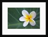 Plumeria Bloom on Large Leaf by Anonymous