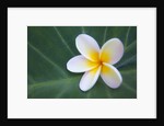 Plumeria Bloom on Large Leaf by Anonymous