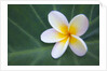 Plumeria Bloom on Large Leaf by Anonymous