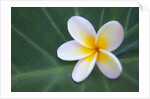 Plumeria Bloom on Large Leaf by Anonymous
