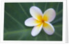 Plumeria Bloom on Large Leaf by Anonymous