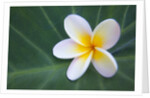 Plumeria Bloom on Large Leaf by Anonymous