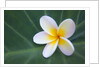 Plumeria Bloom on Large Leaf by Anonymous
