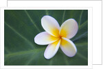 Plumeria Bloom on Large Leaf by Anonymous