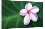 Plumeria Bloom on Large Leaf by Anonymous
