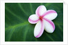 Plumeria Bloom on Large Leaf by Anonymous