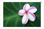 Plumeria Bloom on Large Leaf by Anonymous