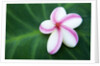 Plumeria Bloom on Large Leaf by Anonymous
