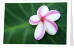 Plumeria Bloom on Large Leaf by Anonymous