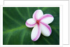 Plumeria Bloom on Large Leaf by Anonymous