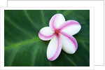 Plumeria Bloom on Large Leaf by Anonymous