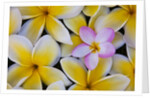 Plumeria flowers in bloom by Anonymous