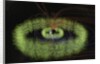 Radiation Belts of Earth by Anonymous