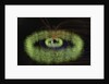 Radiation Belts of Earth by Anonymous