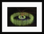 Radiation Belts of Earth by Anonymous