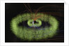 Radiation Belts of Earth by Anonymous