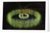 Radiation Belts of Earth by Anonymous