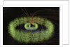 Radiation Belts of Earth by Anonymous