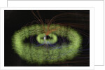 Radiation Belts of Earth by Anonymous