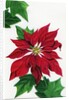 Vintage Illustration of Christmas Poinsettia by Anonymous