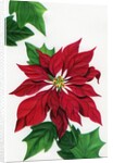 Vintage Illustration of Christmas Poinsettia by Anonymous