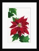 Vintage Illustration of Christmas Poinsettia by Anonymous