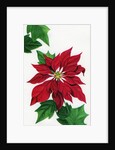 Vintage Illustration of Christmas Poinsettia by Anonymous
