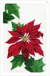 Vintage Illustration of Christmas Poinsettia by Anonymous